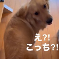 右を振り向く福ちゃん