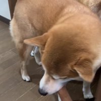 ムックちゃんが登場