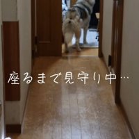 おばあちゃんが座るのを見守るハスキー
