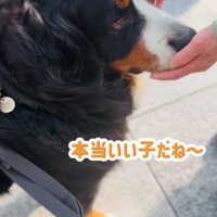 褒められる超大型犬