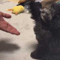 お手を振り下ろす犬