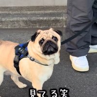 困惑するママ