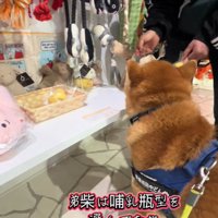 おもちゃを買ってほしいどんちゃん3