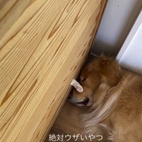 壁の隙間から差し出された小さな前足