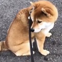 振り返って座る犬