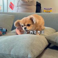 男の子はじーっと見つめています