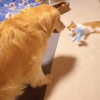 遊ぶ銀ちゃむさんを見守ります