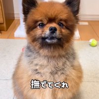 撫でてほしいトムくん