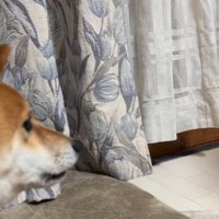 成犬の声を聞いて後ずさる子犬
