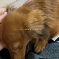 人のそばで撫でられる犬