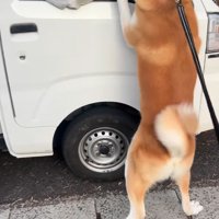 車に駆け寄る秋田犬