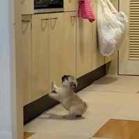 鳴きだすゴンちゃん