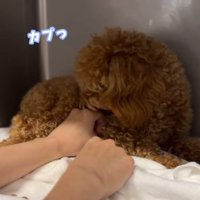 ケージの隅で震えながら人の手をにらみつけるボサボサのトイプードルのパピー
