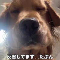 目を細める犬