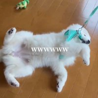 微動だにせずリードに引っ張られていく犬