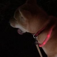 遠吠えする柴犬