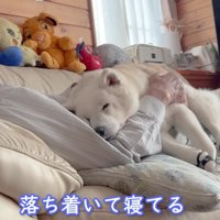 ここが落ち着く…♡
