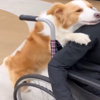 車椅子を押す犬2