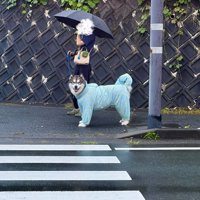 尊い