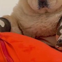 愛犬に靴下を履かせてみた