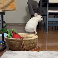 振り向きながら座る犬