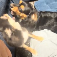ワンプロする犬