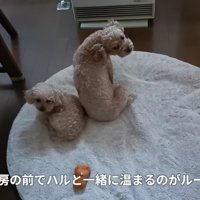 ストーブ前で丸くなるのが日課