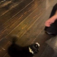 尻尾を振るオレオちゃん