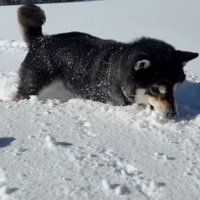 ももちゃんの雪遊び5