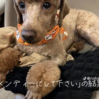 椅子の上でくつろぐ犬