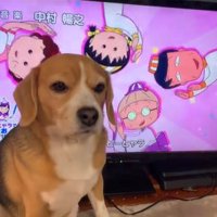 ドヤ顔する中型犬