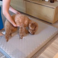 来客用のベッドが気に入ったレオくん5