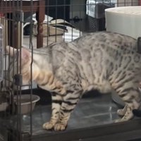 ケージで水を飲む猫