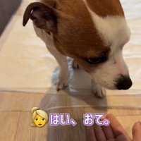 下を向く犬2