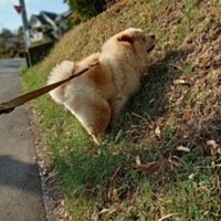 傾斜のある道が好き