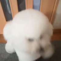 犬に手を差し出す