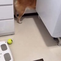 ロックくんを探すママ