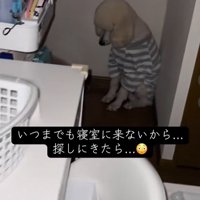 ボーダーのシャツを着て座る大型犬