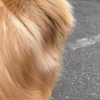 突然立ち止まるペコちゃん