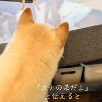 ベッドで眠る赤ちゃんの顔をのぞき込む白い犬