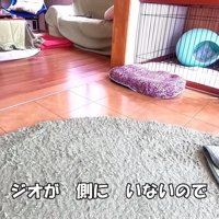 猫たちとの初対面も…