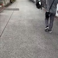 おじさんとお散歩中のルナちゃん2