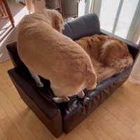 後ろ向きで座り直す犬と寝る犬