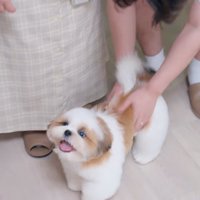 笑顔でトリマーを見上げる子犬