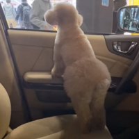 窓の外を眺める犬