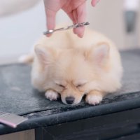 カット台の上で眠りながらトリミングされる犬