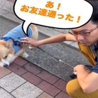 顔を上げる犬