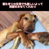 横になった状態で笑顔を見せる犬