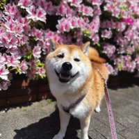 ニコニコ
