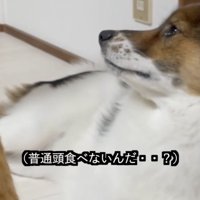 アグさん、遠い目…